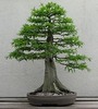 Thumbnail Growing Bonsai
