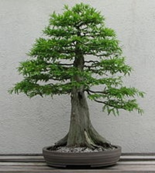 Product picture Growing Bonsai